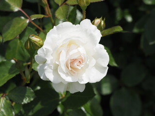 アイボリーホワイトのバラ　ブライダルティアラ