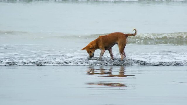 local stray dog enjoys playing in the surf on a beach in Southeast Asia