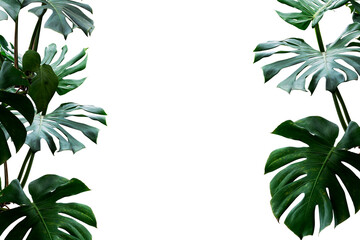 tropical monstera leaves frame isolated