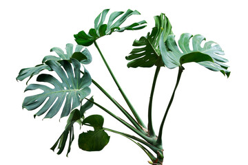 monstera lelaves plants isolated