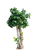 Fototapeta premium green tree isolated on white background