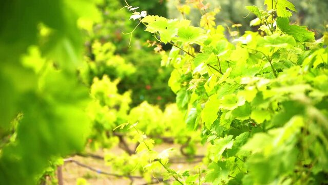 Grape vine grapevine garden on Ikaria Island, Greece local summer wine fruit, wind blowing macro closeup rack focus on leaf leaves