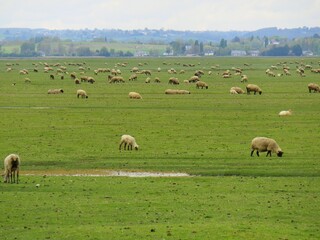 Obraz premium moutons