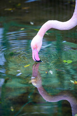 Flamingo bird close up in nature