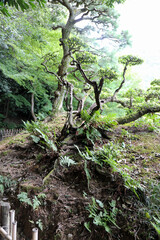 晩夏の栗林公園