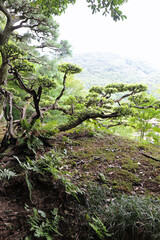 晩夏の栗林公園