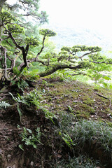 晩夏の栗林公園