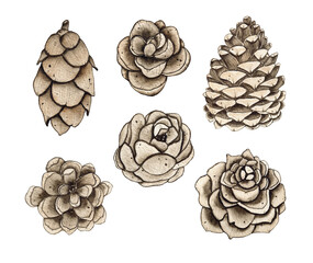 Set of various watercolor pine cones illustration isolated on white background
