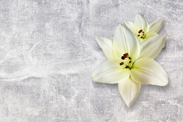 Fototapeta na wymiar White beautiful fresh lily flowers on desk