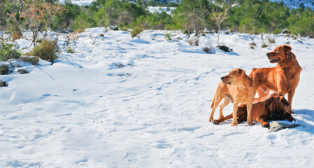 Guardians in the Snow: Canine Vigilance and Play
