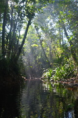Rainy Forest in Central Kalimantan