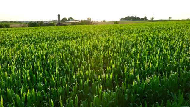 Tall corn. Aerial rising shot of cornfield revealing golden hour sunset on summer day. Drone rises to view silos and barns on American farm.