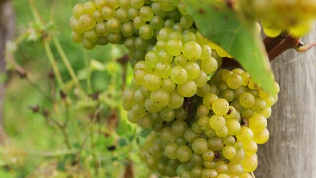 Ripe Chardonnay grapes on a vine in a UK Vineyard.