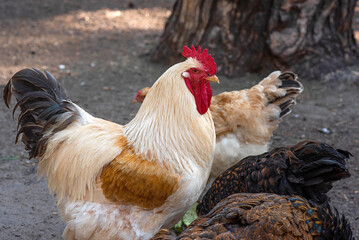 rooster close-up on the farm. bright red comb