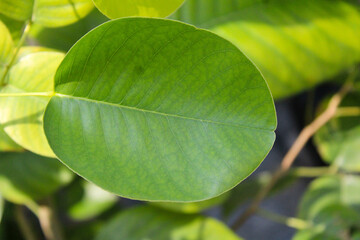  Red Chandan or sandalwood  green leaves