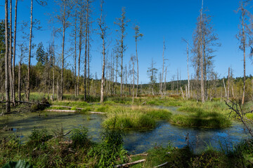Obraz premium Landschaft am Kreuzotterwanderweg im Nationalpark Bayerischer Wald