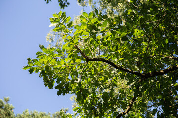 Fototapeta premium Green oak tree blooms against a blue sky