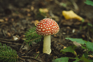 Fly agaric mushroom in the forest. Selective focus. Shallow depth of field.