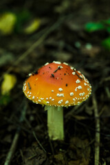 Fly agaric mushroom in the forest. Selective focus. Shallow depth of field.