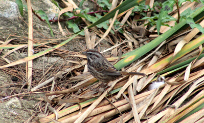 Brown bird, sparrow on the grass
