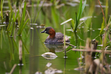 little grebe (Tachybaptus ruficollis) tuffetto comune