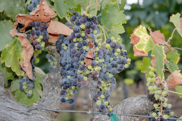 Vineyard Wine Organic Grown Grapes Close-Up Temecula California 