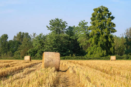 Hay bales agriculture agricultural field,panorama,landscape view detail close up