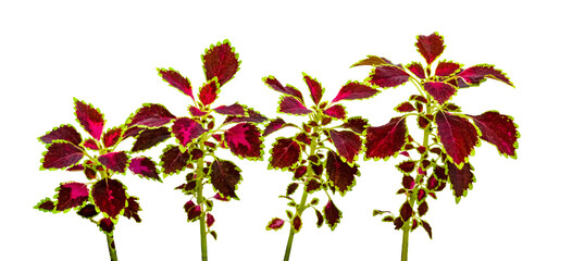 colorful leaves pattern,leaf coleus or painted nettle