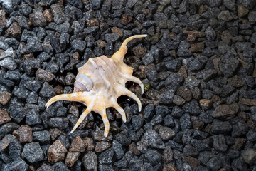 Scorpion conch seashell on the shore