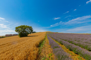 Fresh Lavender field / Edirne / Turkey