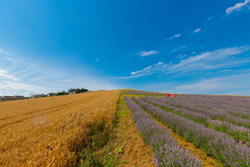 Fresh Lavender field / Edirne / Turkey