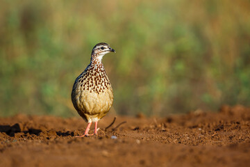 Crested Francolin front view ground level in Kruger National park, South Africa ; Specie Dendroperdix sephaena family of Phasianidae