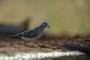 Emerald spotted Wood-Dove standing in ground level in Kruger National park, South Africa ; Specie Turtur chalcospilos family of Columbidae