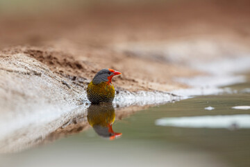 Green winged Pytilia male bathing in waterhole in Kruger National park, South Africa ; Specie Pytilia melba family of Estrildidae