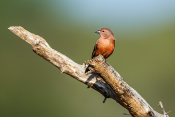 Jameson Firefinch female standing on a log in Kruger National park, South Africa ; Specie Lagonosticta rhodopareia family of Estrildidae