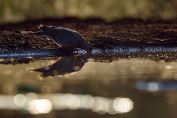 Laughing Dove drinking in waterhole at dawn in Kruger National park, South Africa ; Specie Streptopelia senegalensis family of Columbidae