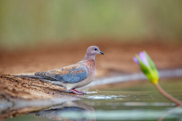 Laughing Dove along waterhole in Kruger National park, South Africa ; Specie Streptopelia senegalensis family of Columbidae