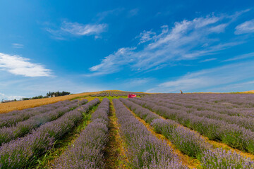 Fototapeta na wymiar Fresh Lavender field / Edirne / Turkey