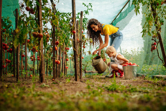 Mother watering their beautiful tomato garden with her daughter
