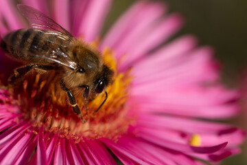 Biene sitzt auf Blume