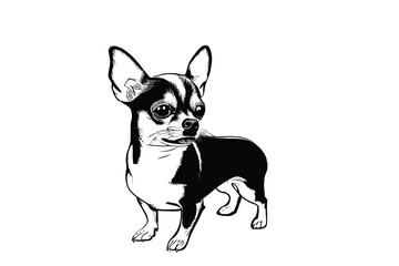 Tiny but Mighty Chihuahua: A Vector Portrait of the Playful Spirit Within a Chihuahua