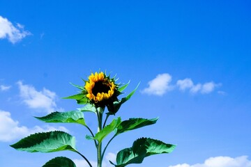 Gro&szlig;e hohe Sonnenblume auf Feld vor blauem Himmel mit kleinen  wei&szlig;en Wolken bei Sonne am Nachmittag im Herbst
