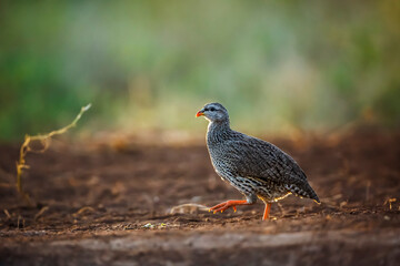 Natal francolin walking backlit at dawn in Kruger National park, South Africa ; Specie Pternistis natalensis family of Phasianidae