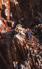 close up of a stump