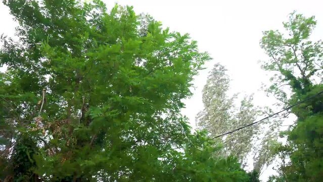 strong wind shakes branches and leaves of trees