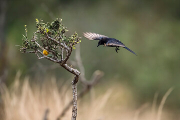 Southern Anteater-Chat in flight and red headed weaver in Kruger National park, South Africa ; Specie Myrmecocichla formicivora family of Musicapidae