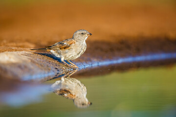 Southern Grey-headed Sparrow along waterhole with reflection in Kruger National park, South Africa ; Specie family Passer diffusus of Passeridae