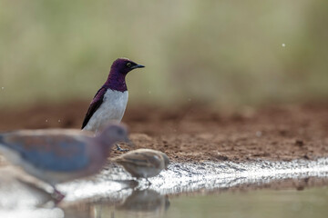 Violet backed starling in Kruger National park, South Africa ; Specie Cinnyricinclus leucogaster family of Sturnidae