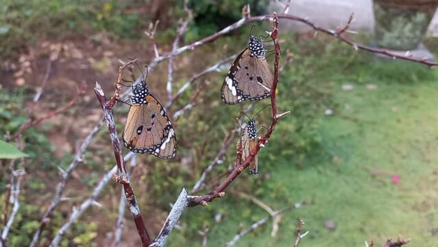 Three plain tiger butterflies or Danaus chrysippus perched on a tree trunk. Three plain brown tiger butterflies hanging on a tree branch. African queen, African monarch, Common tiger butterfly