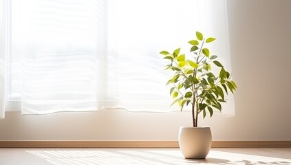 Indoor plant in a white vase on a window background.